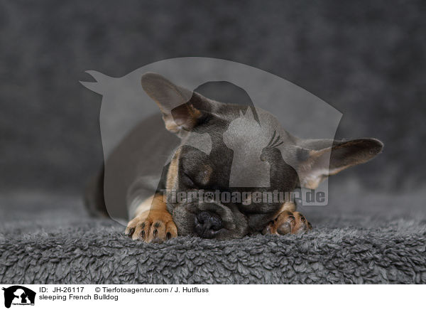 schlafende Franzsische Bulldogge / sleeping French Bulldog / JH-26117