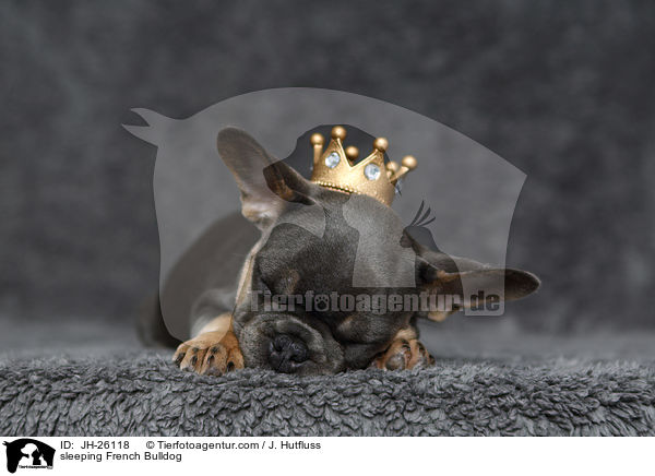 schlafende Franzsische Bulldogge / sleeping French Bulldog / JH-26118