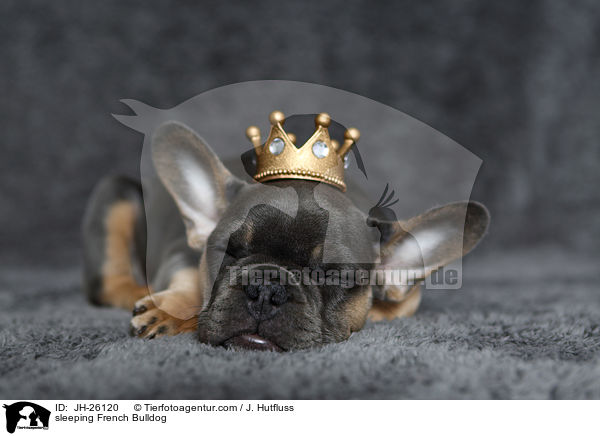 schlafende Franzsische Bulldogge / sleeping French Bulldog / JH-26120