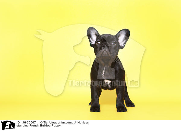 stehender Franzsischer Bulldogge Welpe / standing French Bulldog Puppy / JH-26567