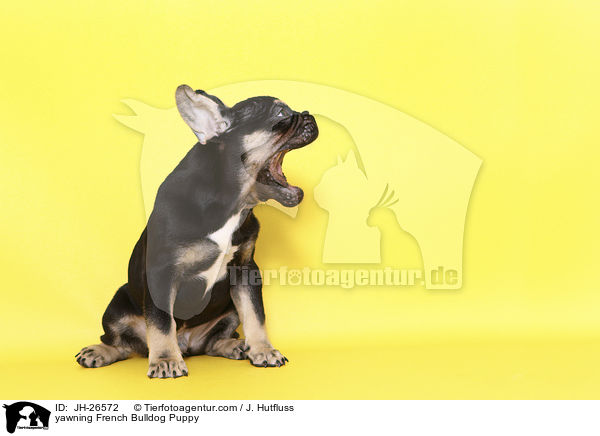 ghnender Franzsischer Bulldogge Welpe / yawning French Bulldog Puppy / JH-26572