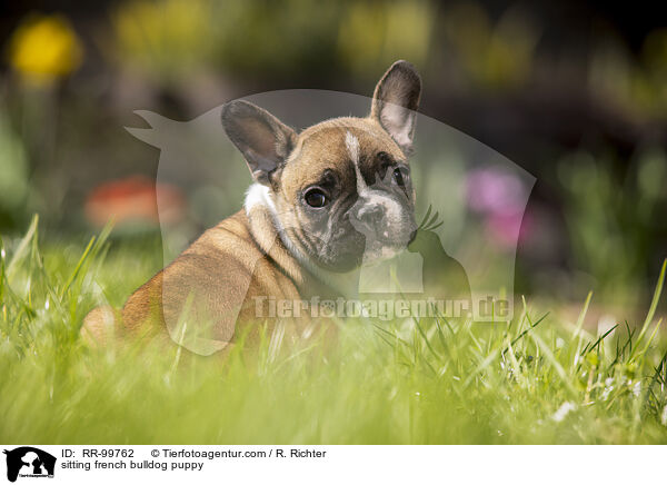 sitzender Franzsische Bulldogge Welpe / sitting french bulldog puppy / RR-99762