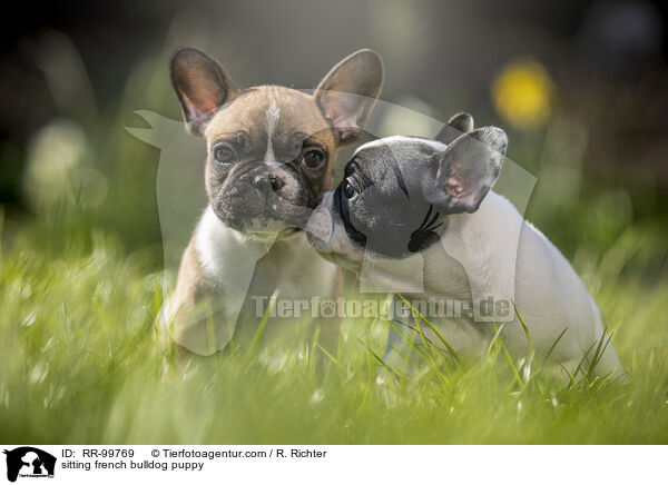 sitting french bulldog puppy / RR-99769