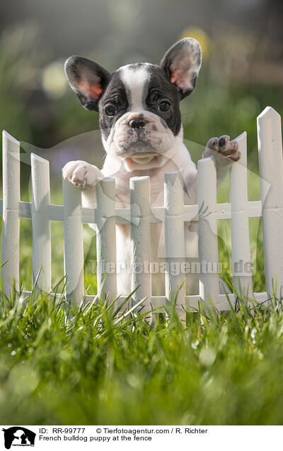 Franzsische Bulldogge Welpe am Zaun / French bulldog puppy at the fence / RR-99777