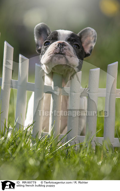 sitzender Franzsische Bulldogge Welpe / sitting french bulldog puppy / RR-99779