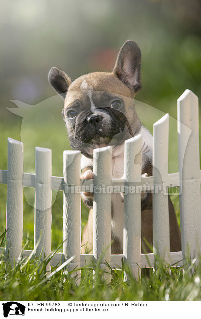 Franzsische Bulldogge Welpe am Zaun / French bulldog puppy at the fence / RR-99783