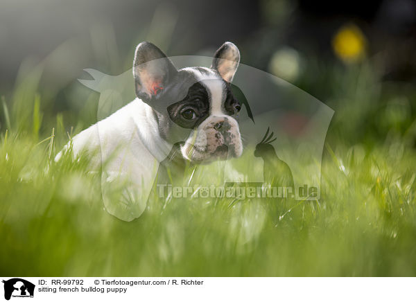 sitzender Franzsische Bulldogge Welpe / sitting french bulldog puppy / RR-99792