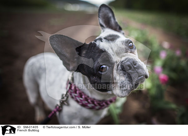 Franzsische Bulldogge / French Bulldog / SM-01405