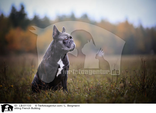 sitzende Franzsische Bulldogge / sitting French Bulldog / LB-01133