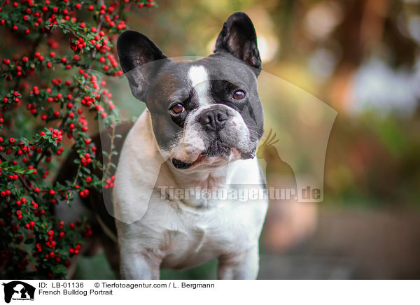 Franzsische Bulldogge Portrait / French Bulldog Portrait / LB-01136