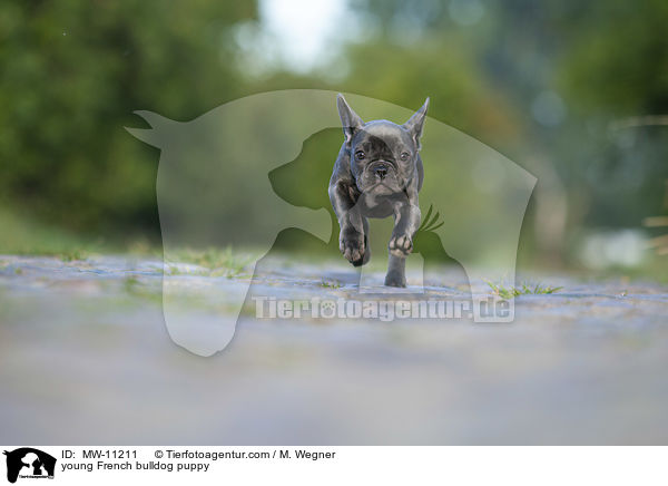 junge Franzsische Bulldogge / young French bulldog puppy / MW-11211
