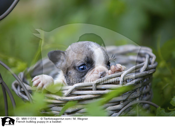 Franzsische Bulldogge Welpe im Krbchen / French bulldog puppy in a basket / MW-11319