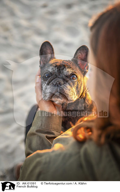 Franzsische Bulldogge / French Bulldog / AK-01091