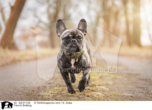 Franzsische Bulldogge / French Bulldog / SZ-01125