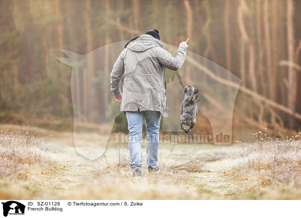 Franzsische Bulldogge / French Bulldog / SZ-01128