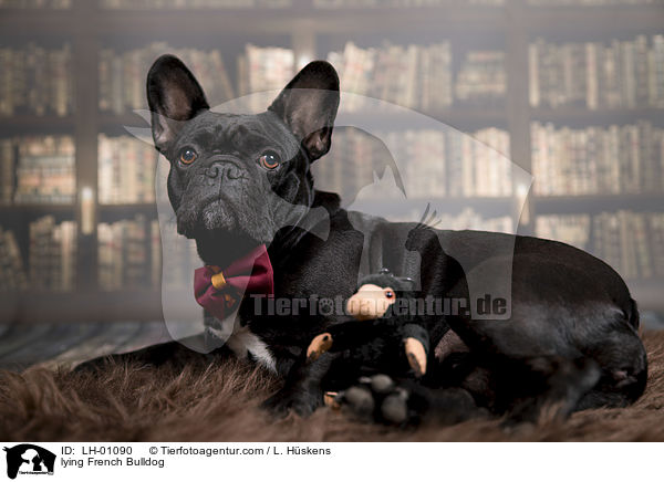 liegende Franzsische Bulldogge / lying French Bulldog / LH-01090