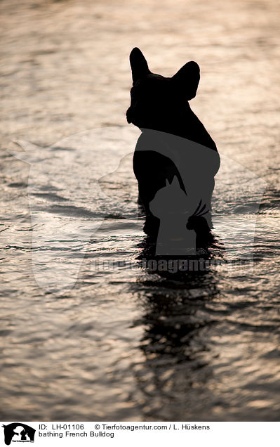 badende Franzsische Bulldogge / bathing French Bulldog / LH-01106