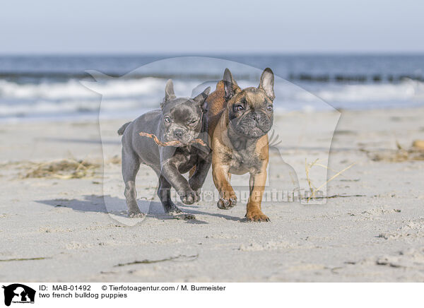 zwei Franzsische Bulldogge Welpen / two french bulldog puppies / MAB-01492