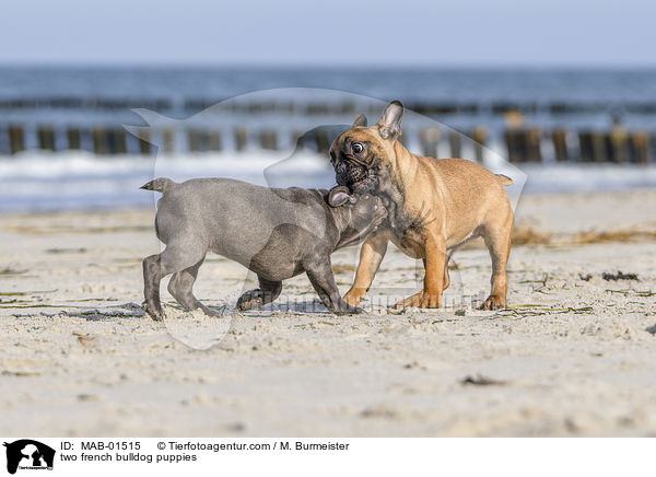 zwei Franzsische Bulldogge Welpen / two french bulldog puppies / MAB-01515