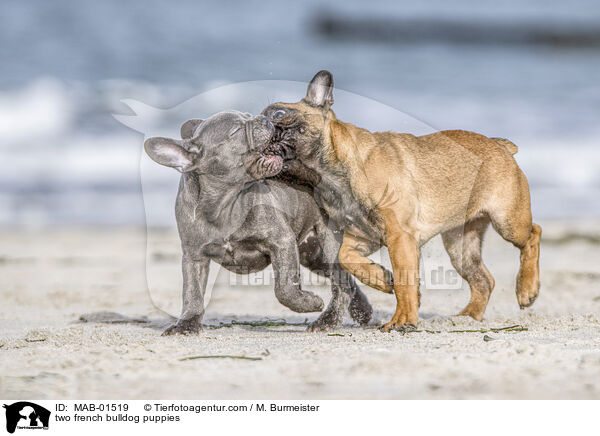 zwei Franzsische Bulldogge Welpen / two french bulldog puppies / MAB-01519