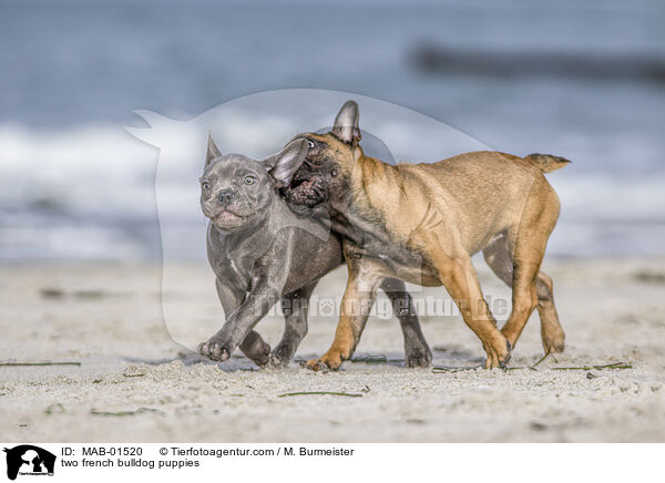 zwei Franzsische Bulldogge Welpen / two french bulldog puppies / MAB-01520