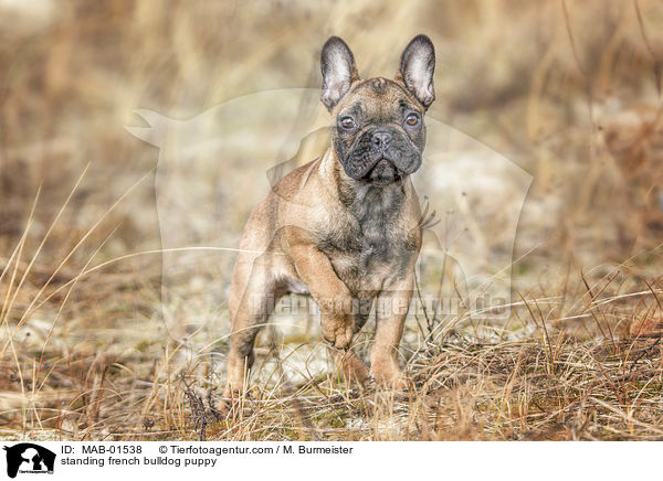stehender Franzsische Bulldogge Welpe / standing french bulldog puppy / MAB-01538