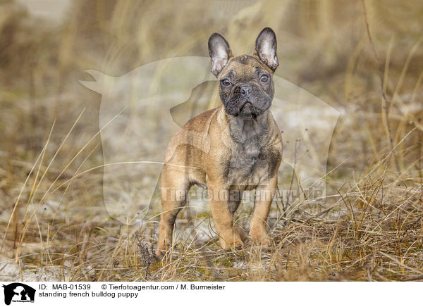 stehender Franzsische Bulldogge Welpe / standing french bulldog puppy / MAB-01539