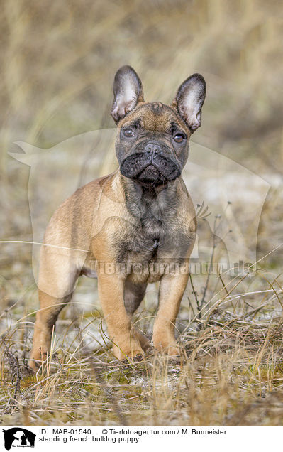 stehender Franzsische Bulldogge Welpe / standing french bulldog puppy / MAB-01540