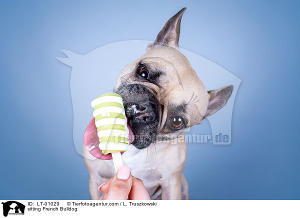 sitzende Franzsische Bulldogge / sitting French Bulldog / LT-01029