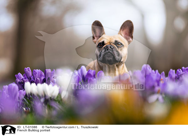French Bulldog portrait / LT-01086