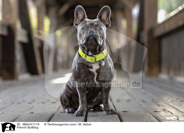 French Bulldog / French Bulldog / MAH-01114