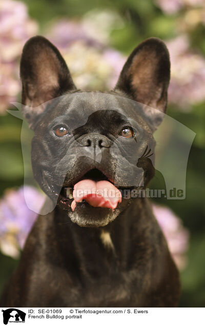 Franzsische Bulldogge Portrait / French Bulldog portrait / SE-01069