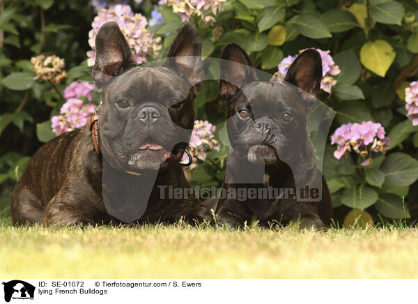 liegende Franzsische Bulldoggen / lying French Bulldogs / SE-01072