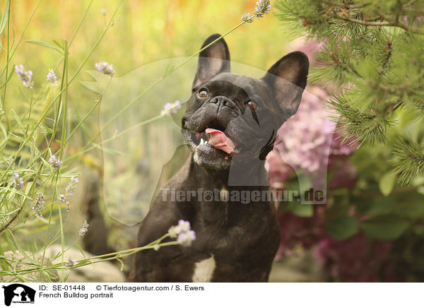Franzsische Bulldogge Portrait / French Bulldog portrait / SE-01448