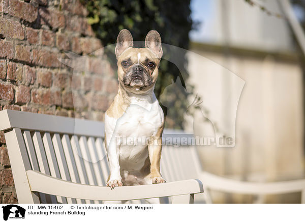stehende Franzsische Bulldogge / standing French Bulldog / MW-15462