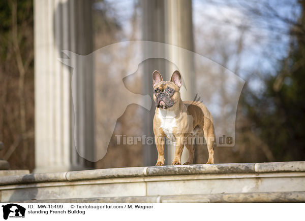 stehende Franzsische Bulldogge / standing French Bulldog / MW-15499