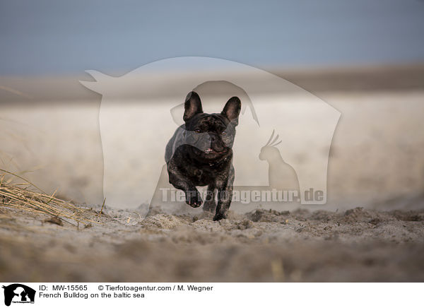 Franzsische Bulldogge an der Ostsee / French Bulldog on the baltic sea / MW-15565