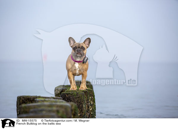 Franzsische Bulldogge an der Ostsee / French Bulldog on the baltic sea / MW-15575