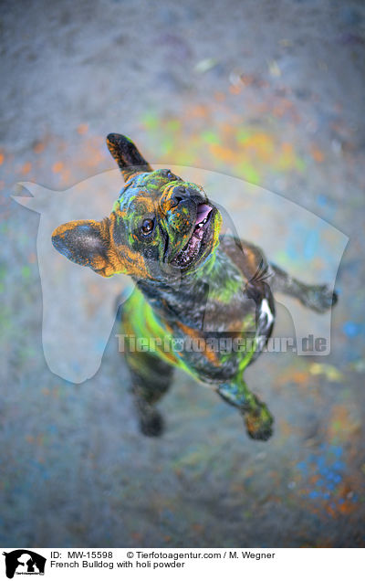 Franzsische Bulldogge mit Holi Pulver / French Bulldog with holi powder / MW-15598