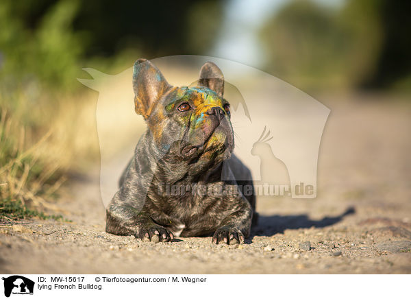 liegende Franzsische Bulldogge / lying French Bulldog / MW-15617