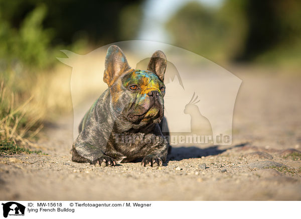 liegende Franzsische Bulldogge / lying French Bulldog / MW-15618