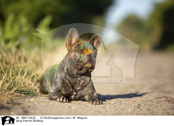liegende Franzsische Bulldogge / lying French Bulldog / MW-15622