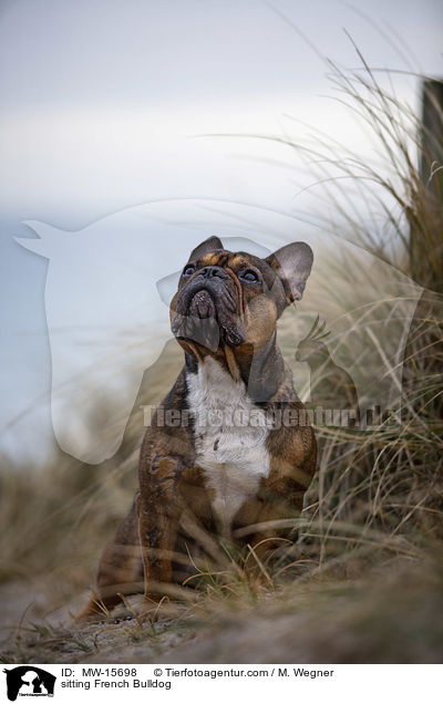 sitzende Franzsische Bulldogge / sitting French Bulldog / MW-15698