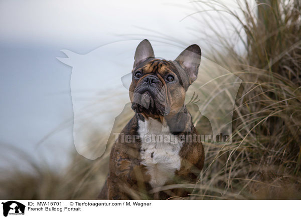 Franzsische Bulldogge Portrait / French Bulldog Portrait / MW-15701