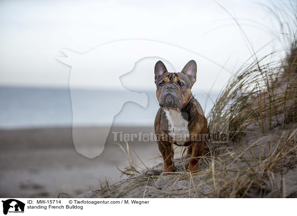 stehende Franzsische Bulldogge / standing French Bulldog / MW-15714