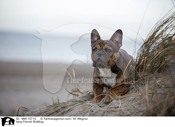 liegende Franzsische Bulldogge / lying French Bulldog / MW-15715