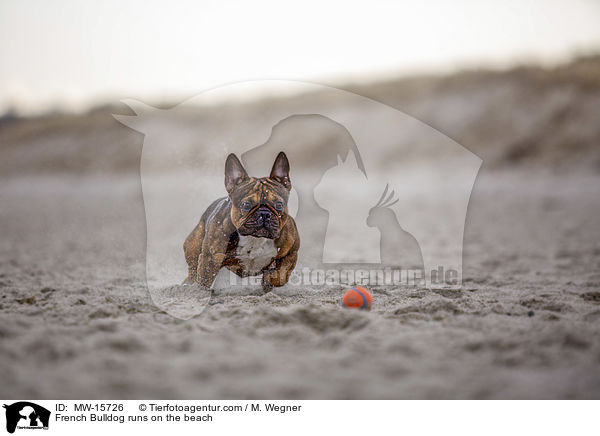 Franz�sische Bulldogge rennt am Strand / French Bulldog runs on the beach / MW-15726