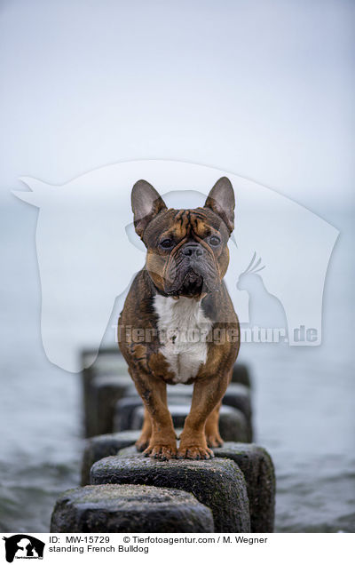 stehende Franzsische Bulldogge / standing French Bulldog / MW-15729