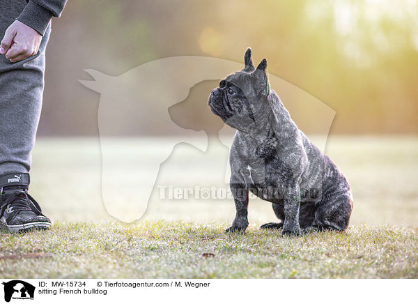 sitzende Franzsische Bulldogge / sitting French bulldog / MW-15734