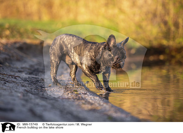 Franzsische Bulldogge am Seeufer / French bulldog on the lake shore / MW-15749